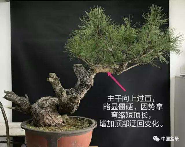 黑松盆景