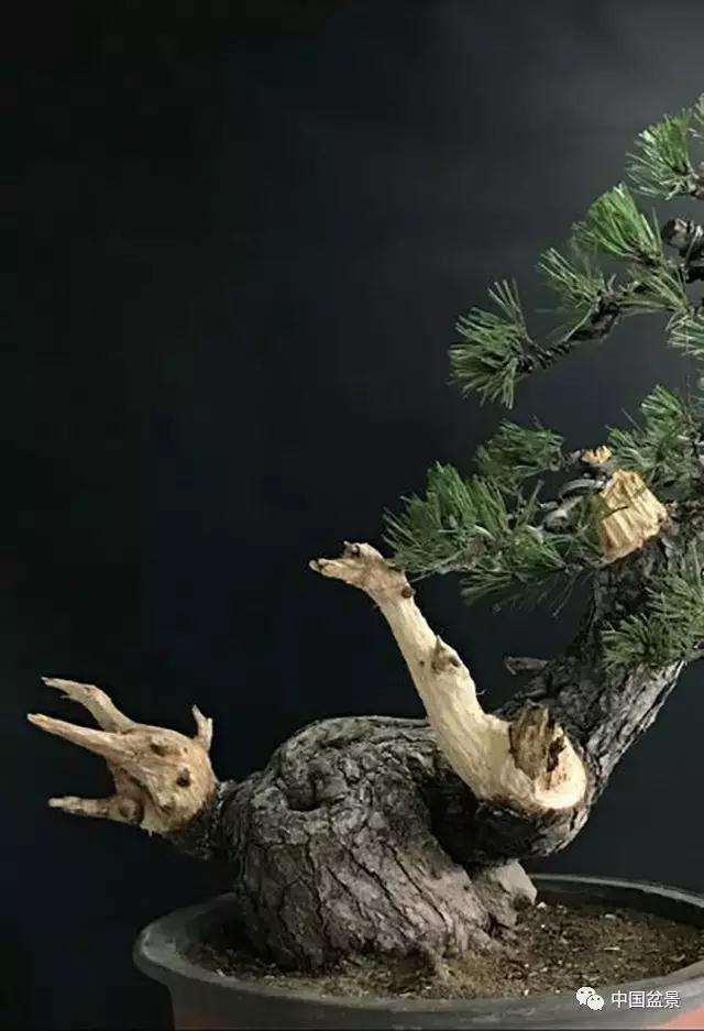 黑松盆景