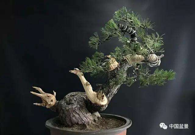 黑松盆景