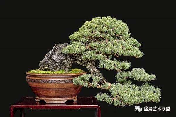 怎么做好制作盆景的第一步