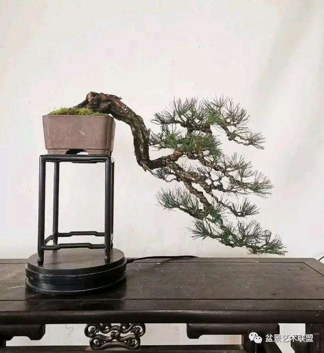 怎么做好制作盆景的第一步