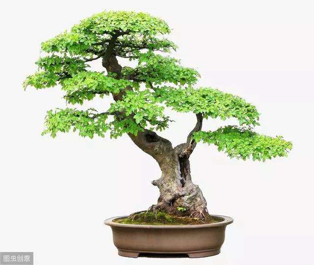 家里的榆树盆景怎么施肥最好 图片