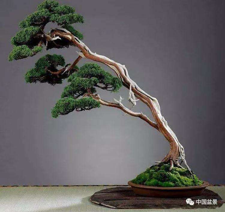 图解 一棵侧柏盆景怎么改作的21个过程