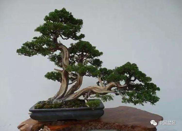图解 一棵侧柏盆景怎么改作的21个过程