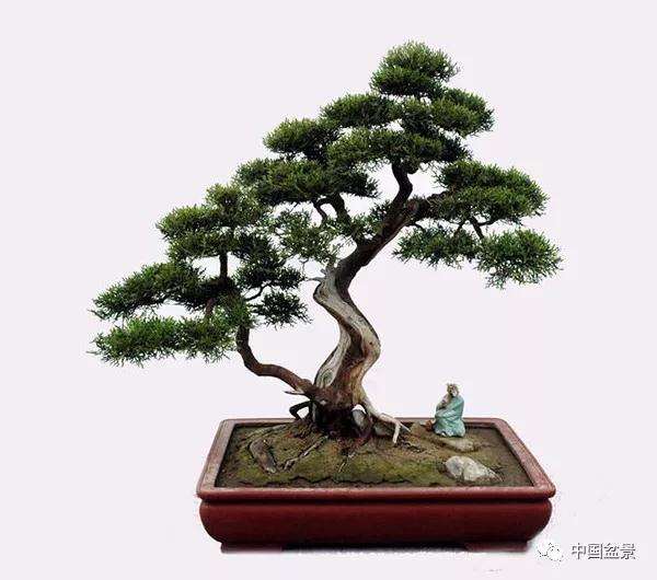 图解 一棵侧柏盆景怎么改作的21个过程