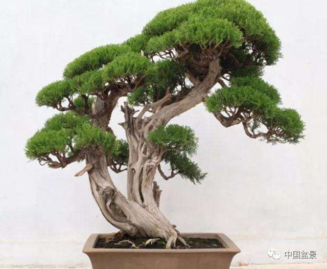 图解 一棵侧柏盆景怎么改作的21个过程