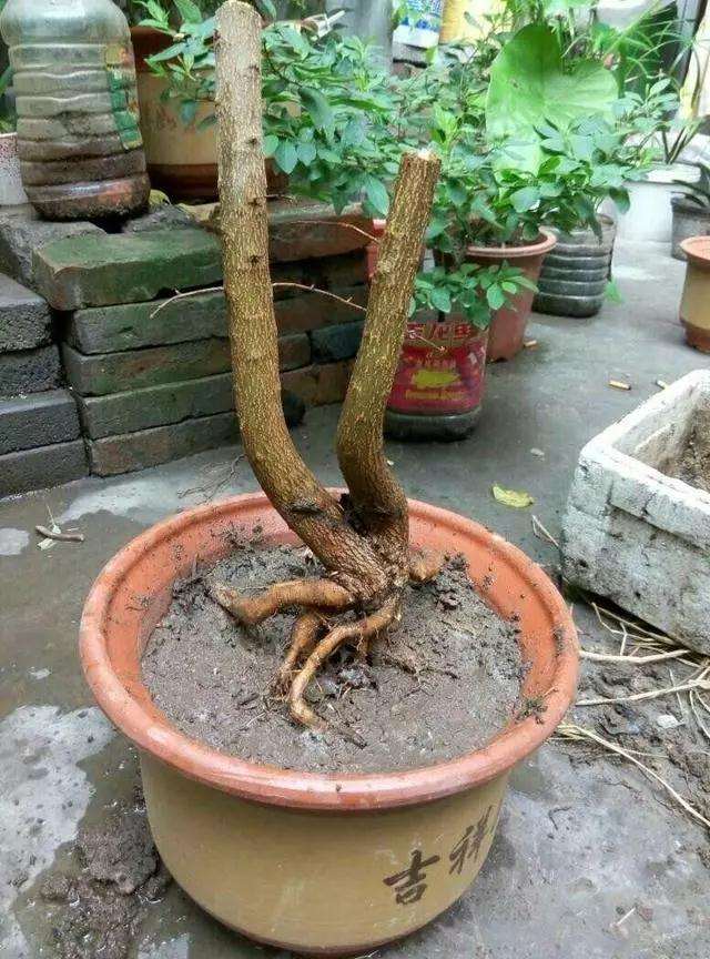 石榴盆景根系却无法附在石头上怎么办