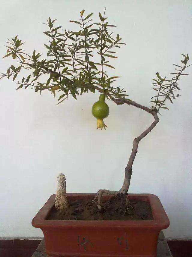 石榴盆景根系却无法附在石头上怎么办