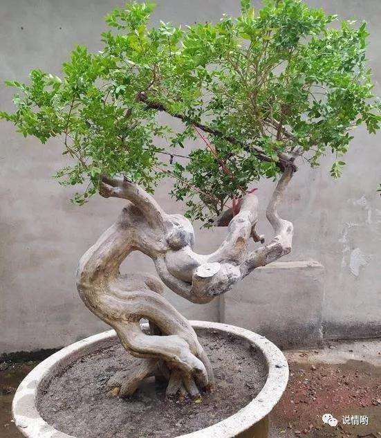 帮忙看看这几个盆景树桩