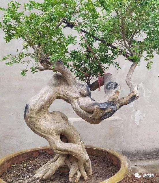 帮忙看看这几个盆景树桩