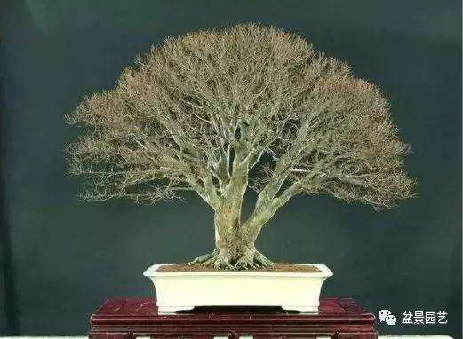 榉树盆景怎么鉴赏与栽培的方法