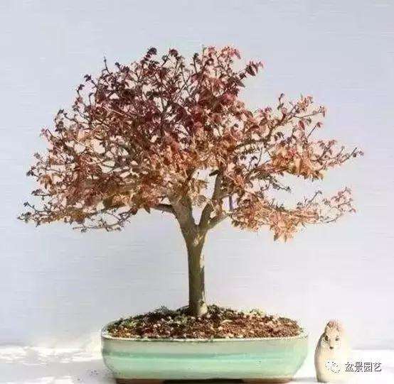 榉树盆景怎么鉴赏与栽培的方法