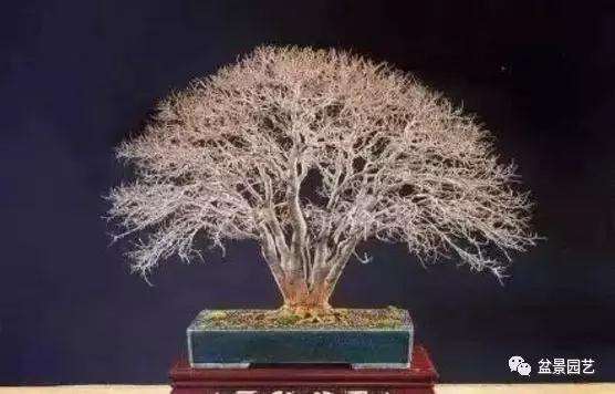 榉树盆景怎么鉴赏与栽培的方法
