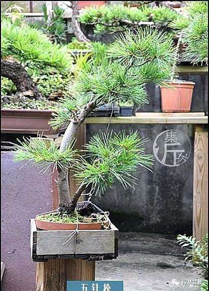 夏季五针松盆景怎么养护的技巧