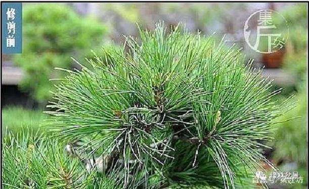 夏季五针松盆景怎么养护的技巧