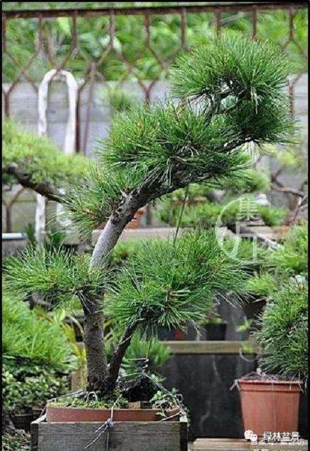 夏季五针松盆景怎么养护的技巧