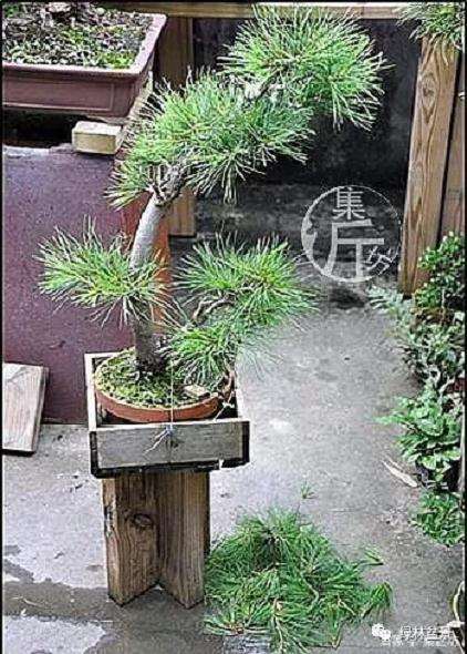 夏季五针松盆景怎么养护的技巧