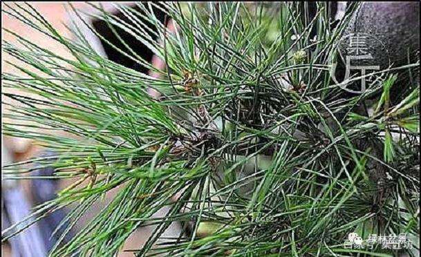 夏季五针松盆景怎么养护的技巧