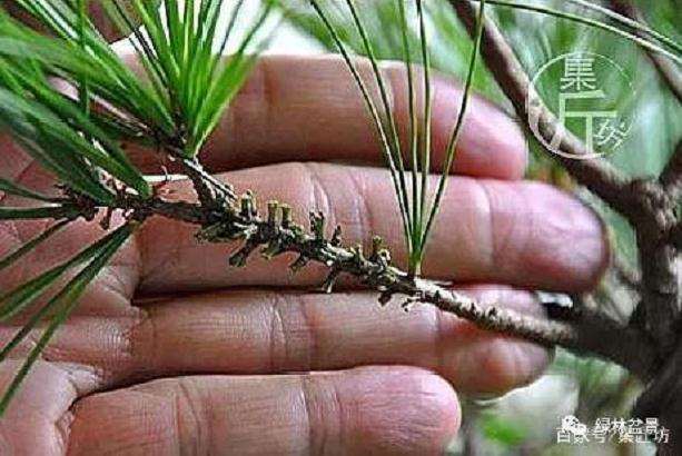 夏季五针松盆景怎么养护的技巧