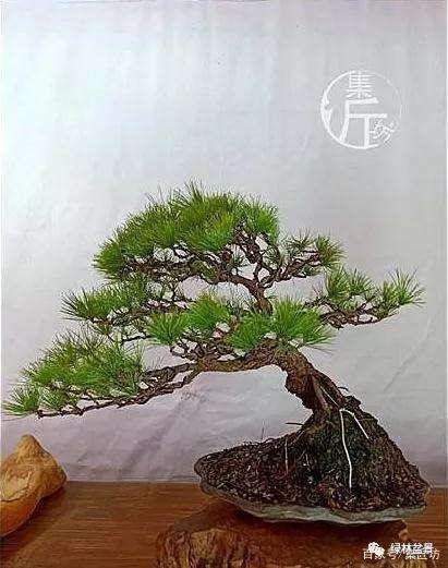 夏季五针松盆景怎么养护的技巧