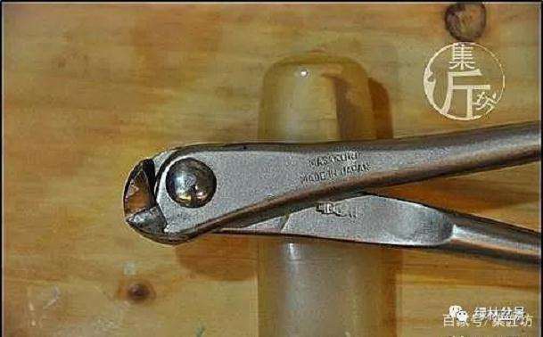 夏季五针松盆景怎么养护的技巧