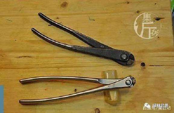 夏季五针松盆景怎么养护的技巧