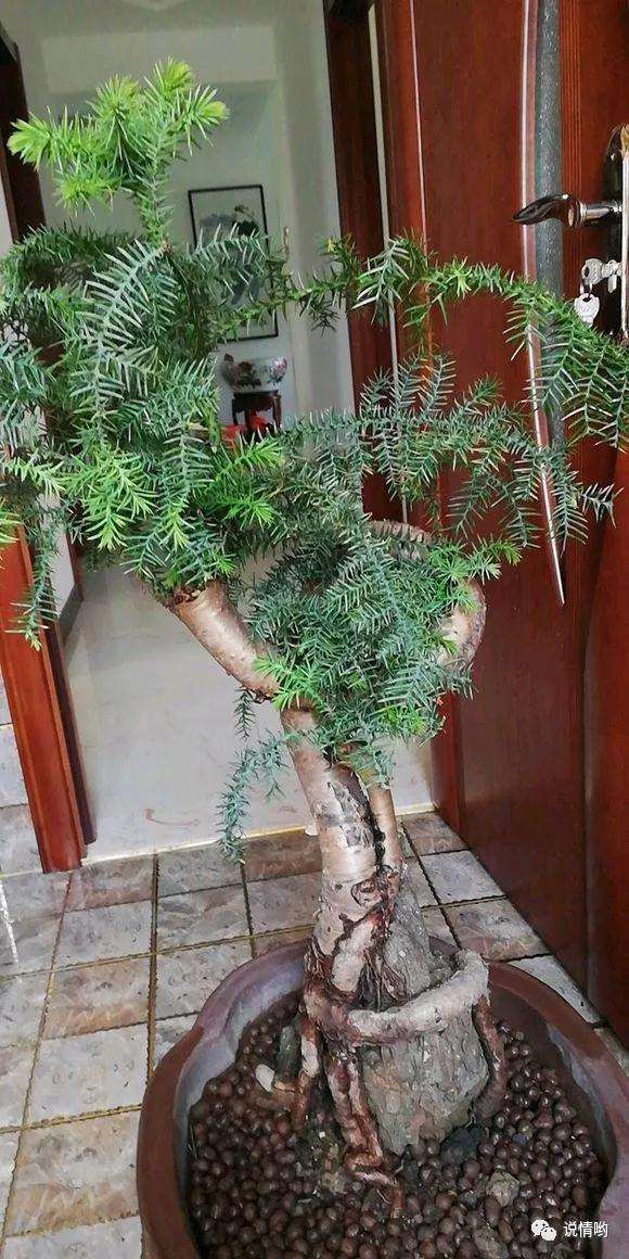 500英镑在花市买了两盆景