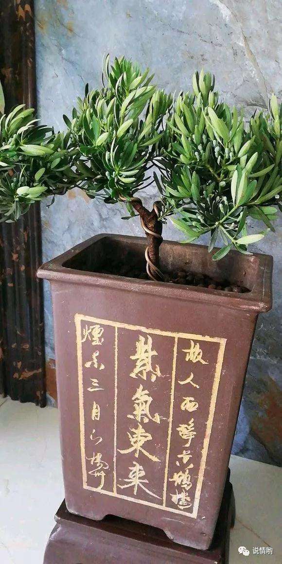 500英镑在花市买了两盆景