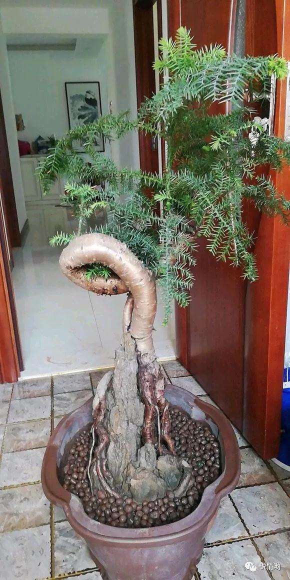 500英镑在花市买了两盆景 价格贵吗