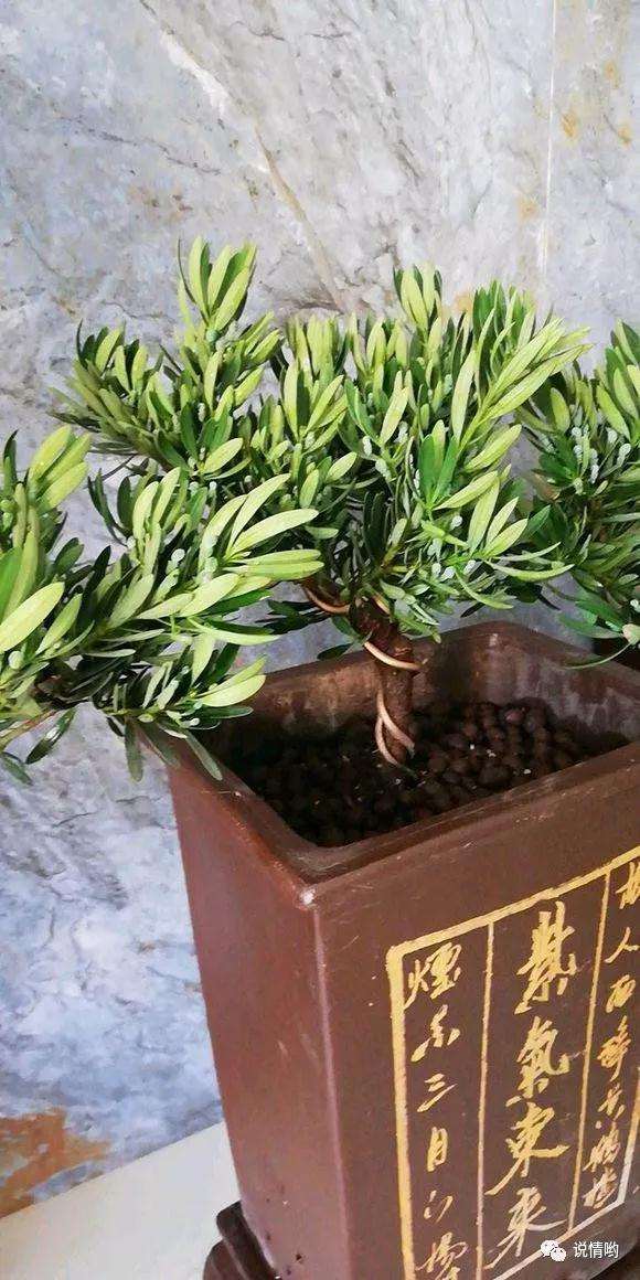 500英镑在花市买了两盆景