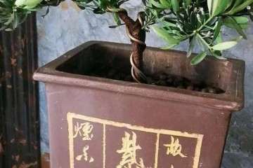 500英镑在花市买了两盆景 价格贵吗