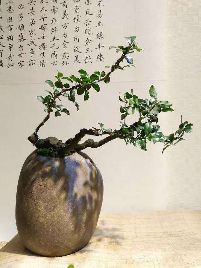 图解 盆景怎么盘扎造型的方法