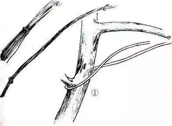 图解 盆景怎么盘扎造型的方法