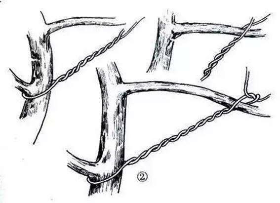 图解 盆景怎么盘扎造型的方法