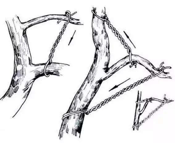 图解 盆景怎么盘扎造型的方法