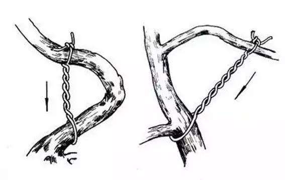 图解 盆景怎么盘扎造型的方法