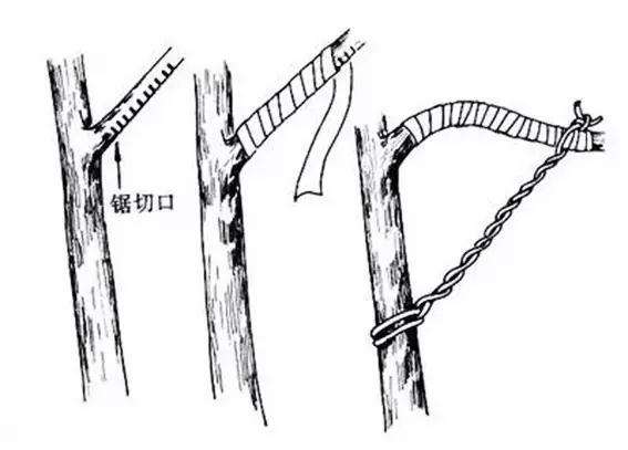 图解 盆景怎么盘扎造型的方法