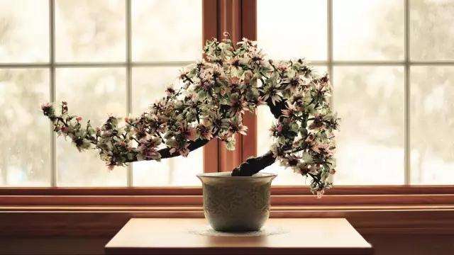 图解 盆景怎么盘扎造型的方法