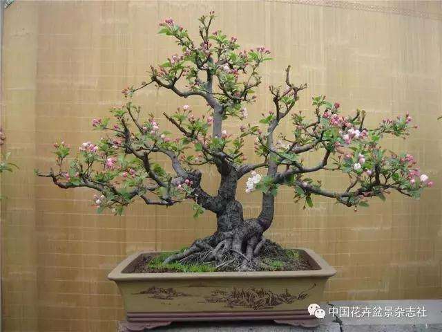 果木盆景怎么选材与创作