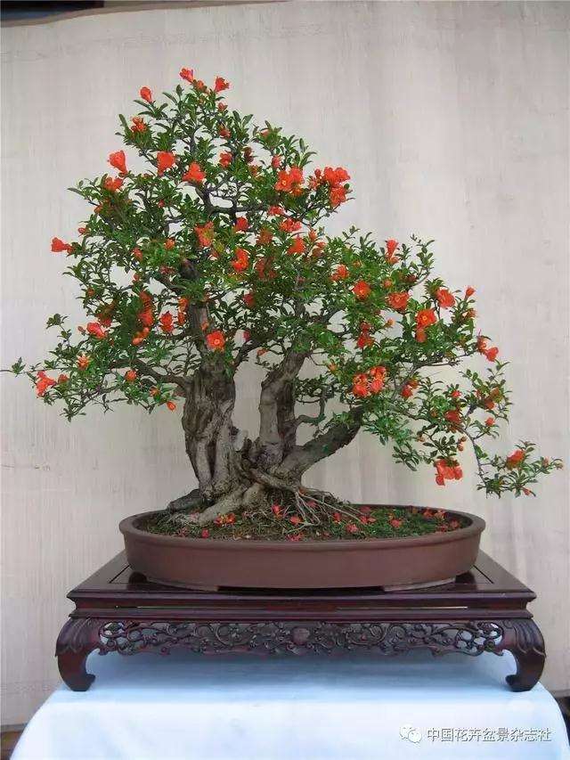 果木盆景怎么选材与创作