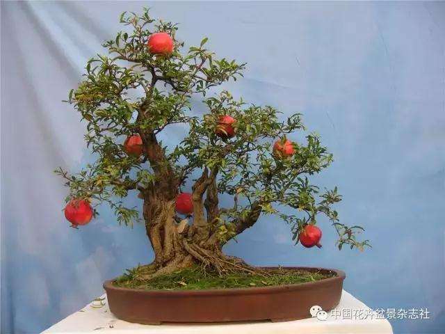果木盆景怎么选材与创作