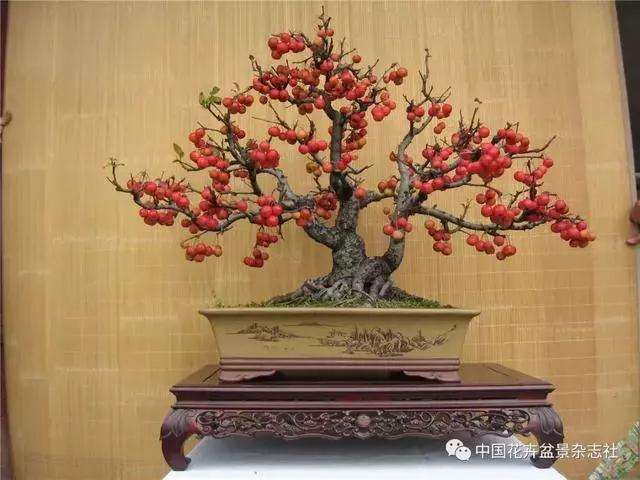 果木盆景怎么选材与创作