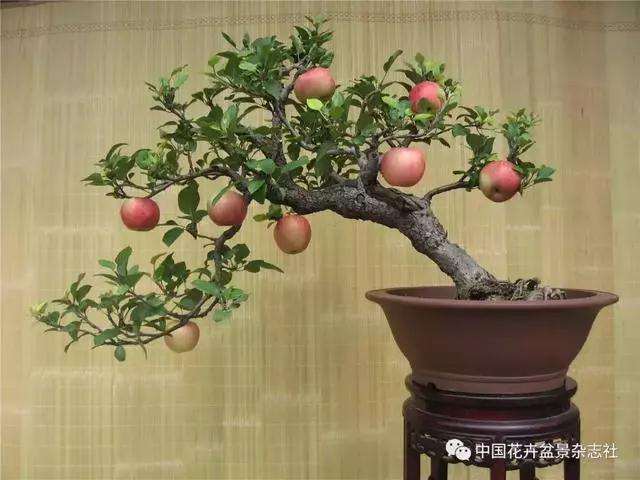 果木盆景怎么选材与创作