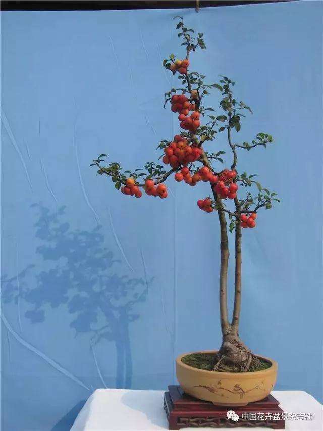 果木盆景怎么选材与创作