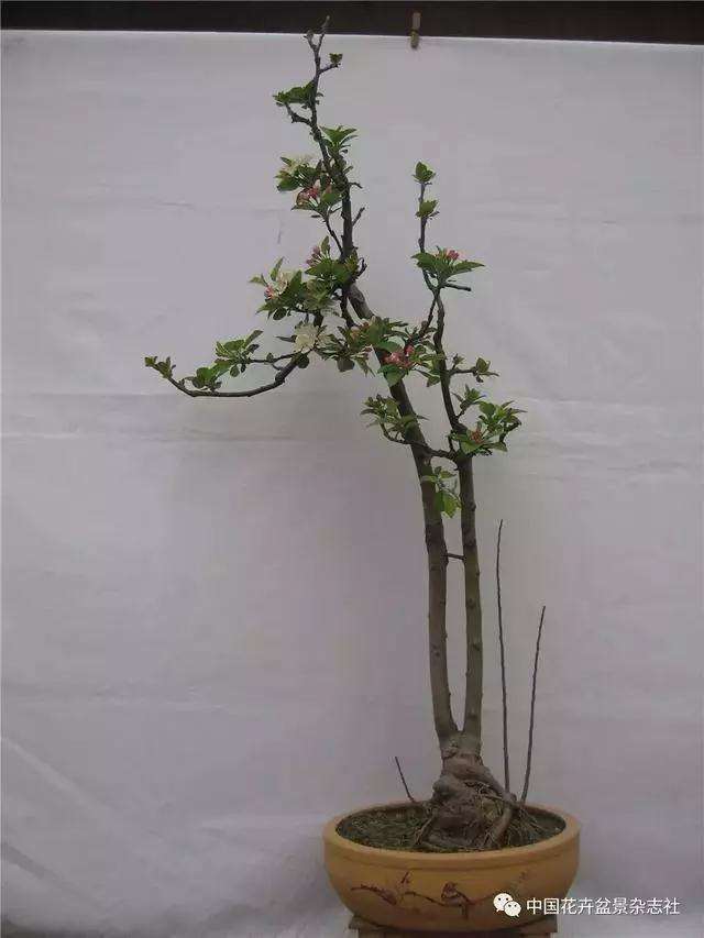 果木盆景怎么选材与创作