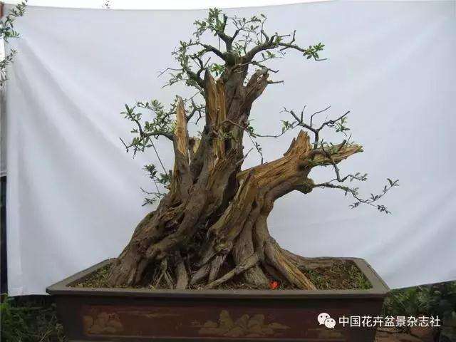 果木盆景怎么选材与创作