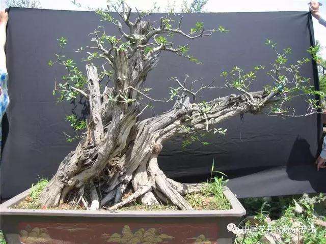 果木盆景怎么选材与创作
