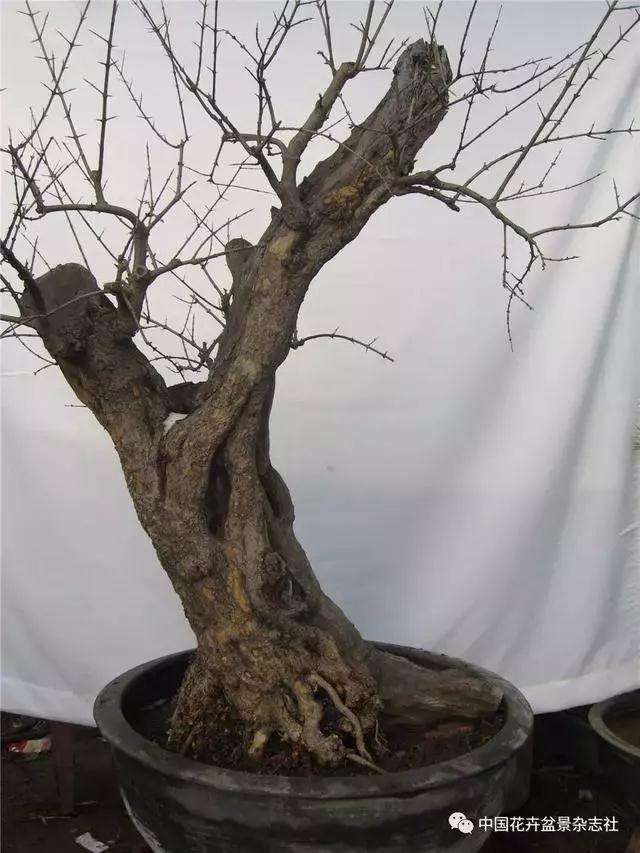 果木盆景怎么选材与创作