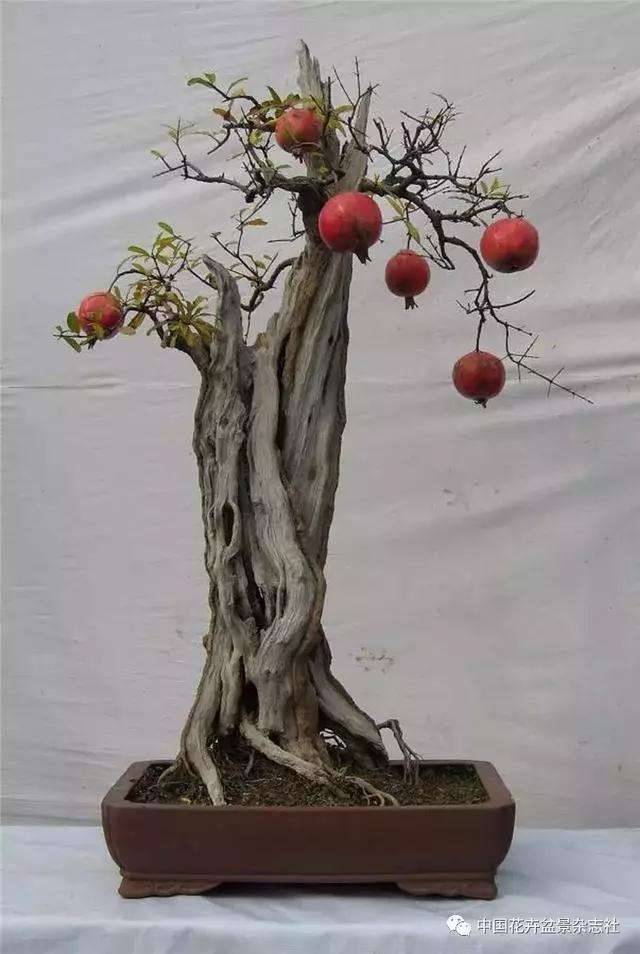 果木盆景怎么选材与创作