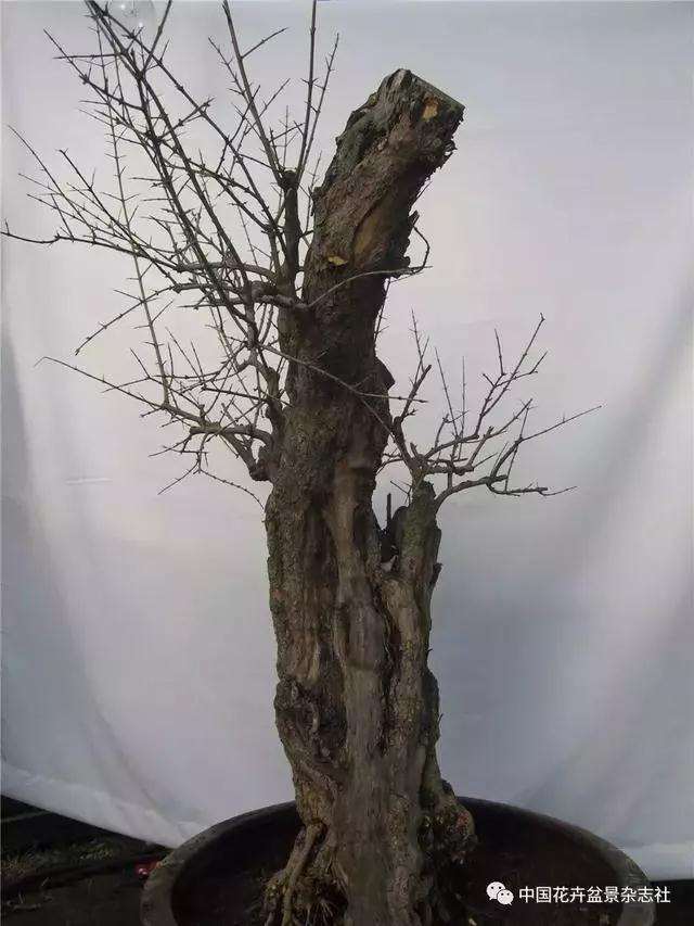 果木盆景怎么选材与创作